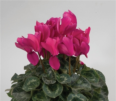 Cyclamen Rainier Purple