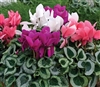 Cyclamen Winter Ice Mix