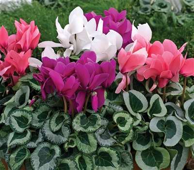 Cyclamen Winter Ice Mix