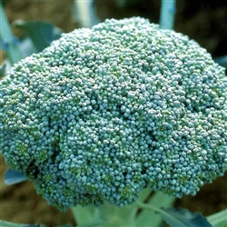 Broccoli Green King F1