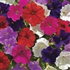 Petunia Picobello Mix Pellets