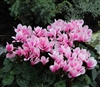 Cyclamen Goblet Shine Pink_disc