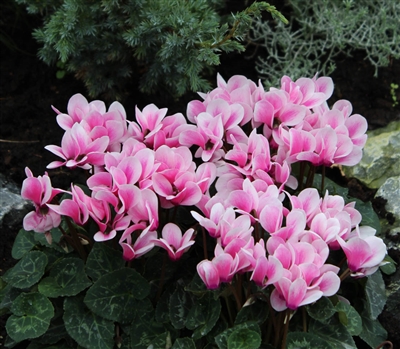 Cyclamen Goblet Shine Pink_disc