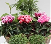 Cyclamen Picola Shine Mix