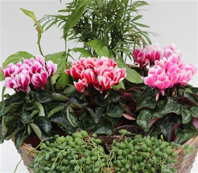 Cyclamen Picola Shine Mix_disc