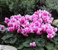 Cyclamen Goblet Shine Purple