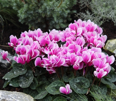 Cyclamen Goblet Shine Purple