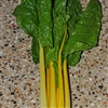 Silverbeet Canary (Yellow)-Dec