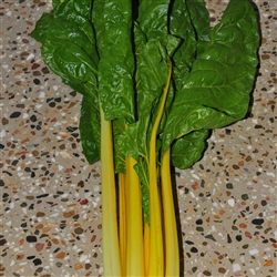 Silverbeet Canary (Yellow)-Dec