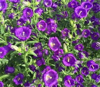 Campanula Big Ben Deep Blue Pellets