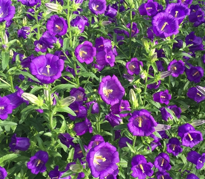 Campanula Big Ben Deep Blue Pellets