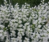 Campanula Big Ben White Pellets