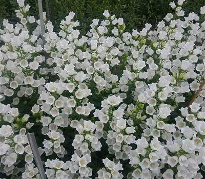 Campanula Big Ben White Pellets