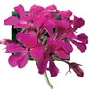 Geranium Tornado Fuchsia