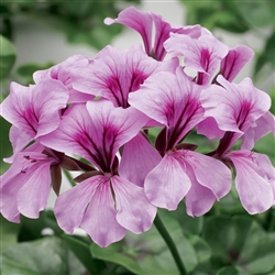 Geranium Tornado Lilac