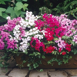 Geranium Tornado Mix