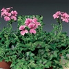 Geranium Tornado Pink