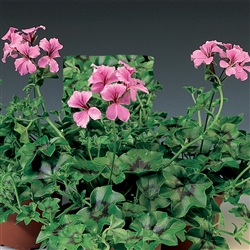 Geranium Tornado Pink