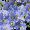 Petunia Tango Sky Blue Pellet