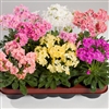 Lewisia Elise Mix