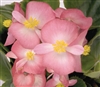 Begonia Sprint Blush Pellets