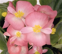 Begonia Sprint Blush Pellets