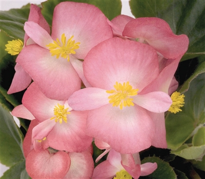 Begonia Sprint Blush Pellets