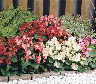 Begonia Sprint Mix Pellets