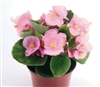 Begonia Sprint Pink Pellets