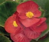 Begonia Sprint Red Pellets