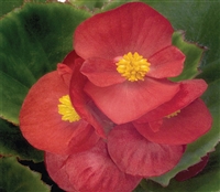 Begonia Sprint Red Pellets