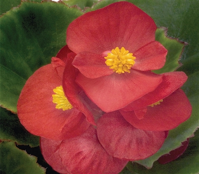 Begonia Sprint Red Pellets