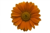 Gazania Gazza Orange