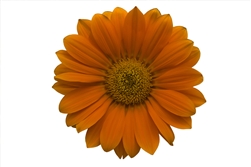 Gazania Gazza Orange