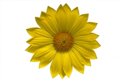 Gazania Gazza Yellow