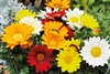 Gazania Gazza Mix