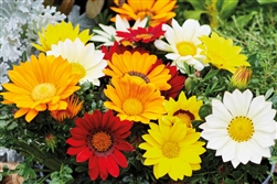 Gazania Gazza Mix