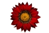 Gazania Gazza Red/Ring