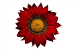 Gazania Gazza Red/Ring