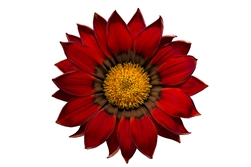 Gazania Gazza Red/Ring