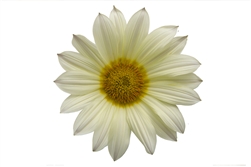 Gazania Gazza Vanilla