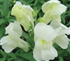 Antirrhinum Snappy White