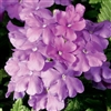 Verbena Obsession Lilac