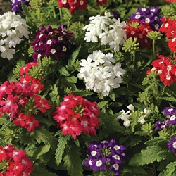 Verbena Obsession Mix