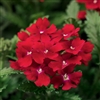 Verbena Obsession Red