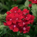 Verbena Obsession Red
