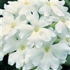 Verbena Obsession White