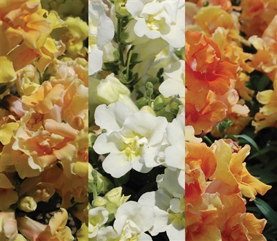 Antirrhinum Twinny Honey Mix