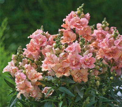 Antirrhinum Twinny Peach