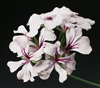 Geranium Tornado White